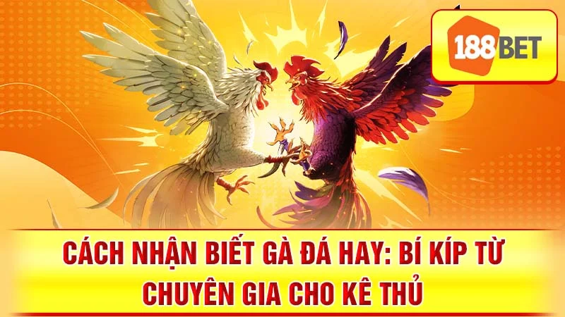 Cách Nhận Biết Gà Đá Hay: Bí Kíp Từ Chuyên Gia Cho Kê Thủ