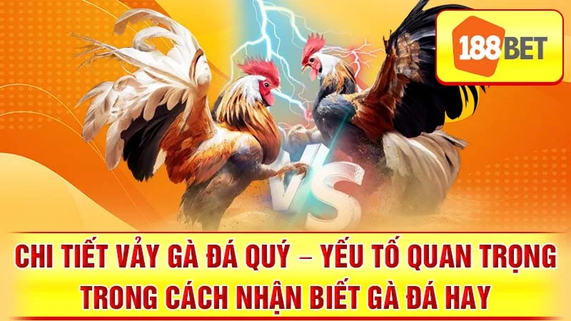 Chi tiết vảy gà đá quý - yếu tố quan trọng trong cách nhận biết gà đá hay.
